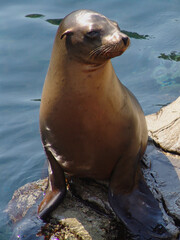 Sea Lion on the rocks with ocean behind.