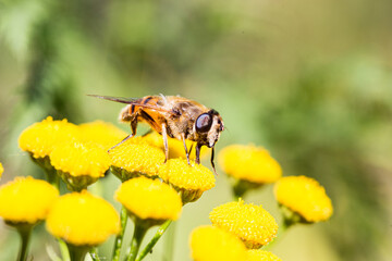 Close up of a bee on a yellow flower