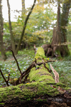 mossy tree trunk in the green forest
