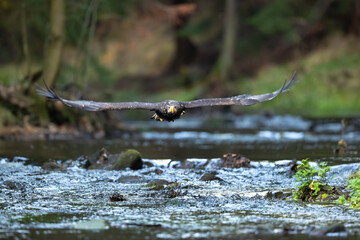 White tailed eagle in flight taken in Czech republic during autumn
