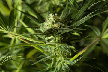 Marijuana leaves and bud, cannabis on a dark background.