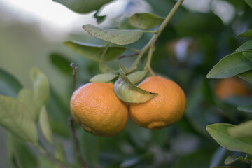 Mandarino con mandarinas listas para coger