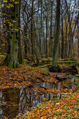 Rezerwat Las Piwnicki jesienią © Michał Rakowski