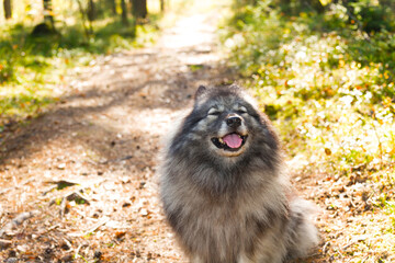 Obraz premium Smiling Keeshond sits on a sunlit path in an autumn forest