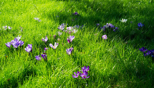 Blue And Purple Crocuses In Spring In A Thick Lawn On A Sunny Day