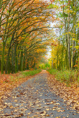 Pathway through the autumn forest
