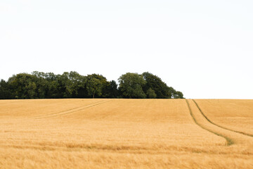 Minimal landscape of wheat field with trees © Tom Austin Cycling