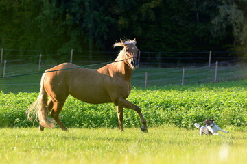 Palomino im Abendlicht mit Hund