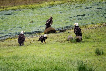 Three adult bald eagles and one juvenile eagle looking for salmon in southeast Alaska  - 391879402