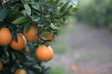 Campo de naranjos con naranjas listas para coger