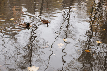 Two ducks swim in the lake in autumn