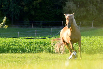 Palomino im Abendlicht mit Hund