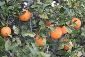 Campo de naranjo con naranjas listas para coger