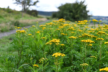 Weg mit gelben Rainfarn