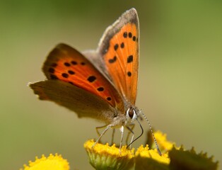 Lycaena phlaeas (Lycaena phlaeoides) - Motyl czerwończyk żarek na kwiatostanie wrotycza (Tanacetum vulgare) - Trójmiejski Park Krajobrazowy           © Chalkon