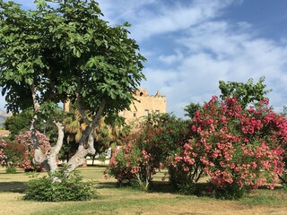 Obraz premium Frühling auf Sizilien in der Nähe von Palermo