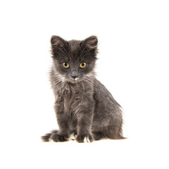 gray kitten on isolated white background