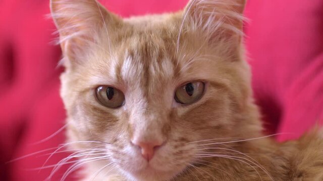 Portrait of a gorgeous curious male red cat at home. Sleepy cat looking to the camera. Close up of tabby red cat at sofa