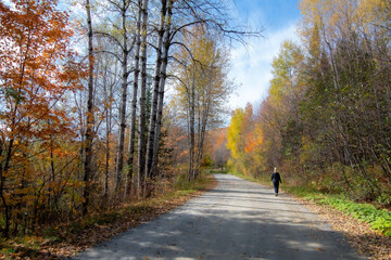 Obraz premium Women walking alone on forest road