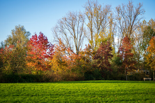 Beautiful romantic park with colorful trees and sunlight, autumn natural background, South Holland
