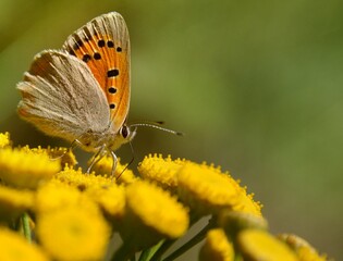 Lycaena phlaeas (Lycaena phlaeoides) - Motyl czerwończyk żarek na kwiatostanie wrotycza (Tanacetum vulgare) - Trójmiejski Park Krajobrazowy           © Chalkon