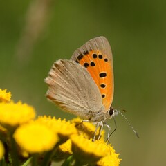Lycaena phlaeas (Lycaena phlaeoides) - Motyl czerwończyk żarek na kwiatostanie wrotycza (Tanacetum vulgare) - Trójmiejski Park Krajobrazowy           © Chalkon