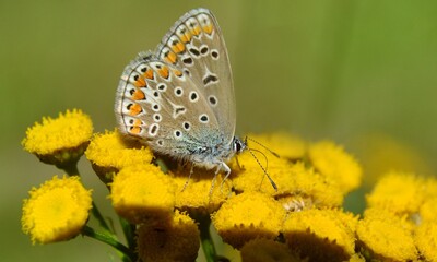 Polyommatus icarus - Motyl modraszek ikar na kwiatostanie wrotycza (Tanacetum vulgare) - Trójmiejski Park Krajobrazowy									
 - obrazy, fototapety, plakaty