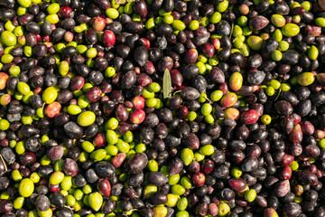 Piles of raw black and green olives