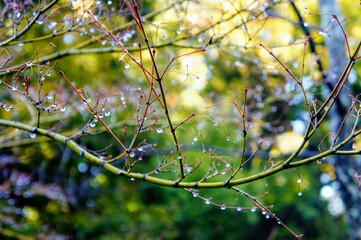 雨上がり