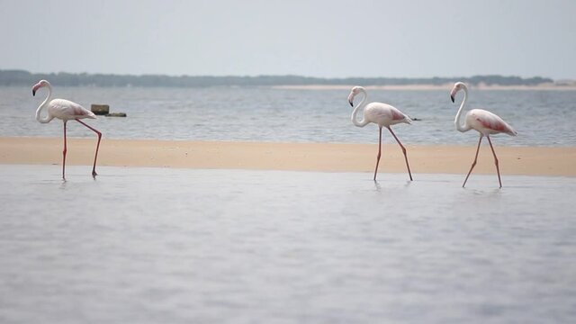 Greater flamingo (Phoenicopterus roseus) wading and searching for food in Costa de Sol beach, in Maputo, Mozambique