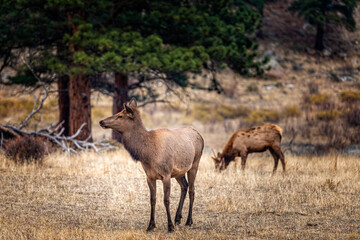 Obraz na płótnie Canvas Female elk cow in the fall meadows of the Rocky Mountain Natinal Park Colorado