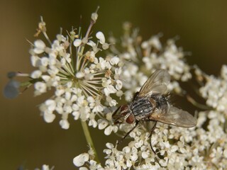 Linnaemya sp. - Muchówka z rodziny rączycowatych (Tachinidae   Larvaevoridae) - Trójmiejski Park Krajobrazowy           © Chalkon