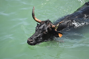 toro bravo español