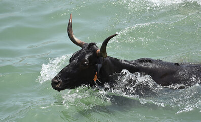 toro bravo español