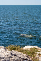 snorkeling at sea mussel catcher