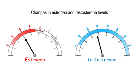 testosterone and estrogen hormones level