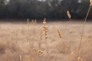 Dried Grass in the Wind