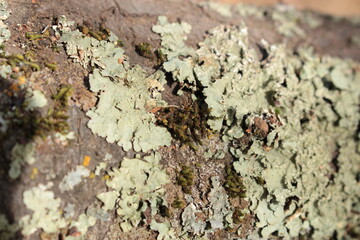 Lichen on Tree Bark