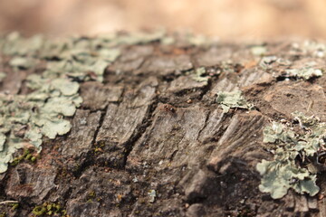 Bark of Tree with Ant