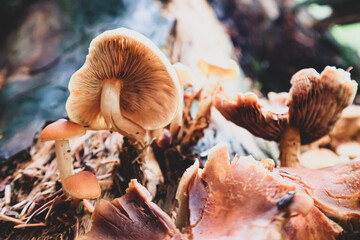 mushrooms in the forest
