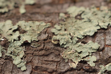 Ant on Lichen on Tree