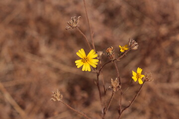 Small Yellow Blooms