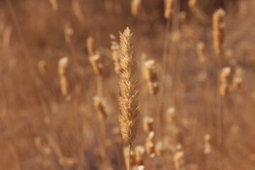 Close Up of Dried Grass