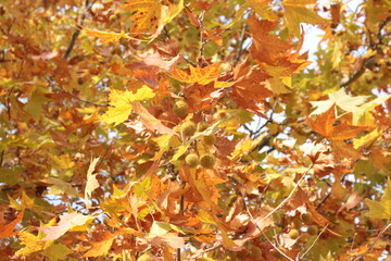 Yellow Orange Autumn Leaves Background