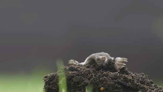 Portrait of mole (Talpa europaea) coming out of the soil