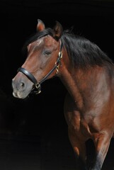 Obraz premium Old horse against black background