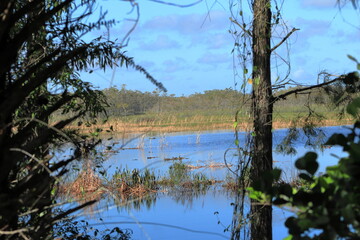 landscape in the wetlands