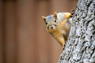Naklejka na ściany i meble A fox squirrels peeks around a tree.