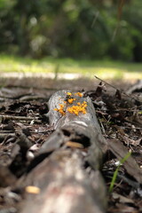 fungus on a stump in the woods. 