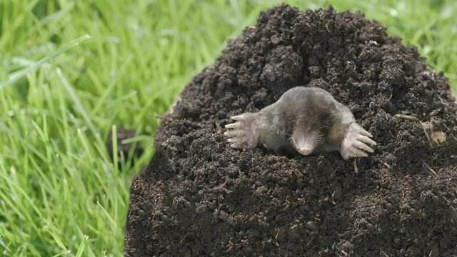 Mole (Talpa europaea) coming out from the underground